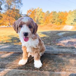 Loaf (Toy Size) - Apricot male Goldendoodle puppy in Russell Springs, Kentucky from Milk & Honey Doodles