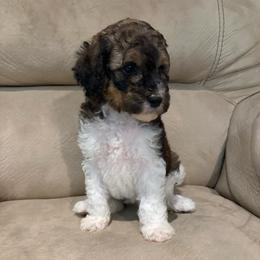 Perch - Parti female Poodle puppy in Troy, New Hampshire from SP Standard Poodles