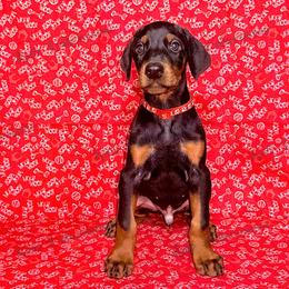 Red - Black and rust male Doberman Pinscher puppy in Louisville, Kentucky from Ruiz Dobermans