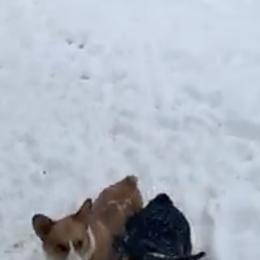 Pembroke Welsh Corgis from Mystery Acres