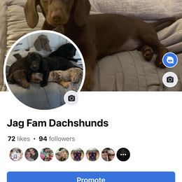 Maverick - Dachshund