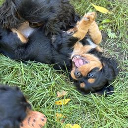 Cavalier King Charles Spaniel Puppies from Family first cavaliers