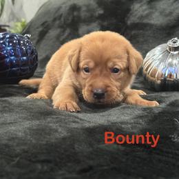 Bounty - Yellow male Labrador Retriever puppy in Tigard, Oregon from Morrison Labrador Retreivers