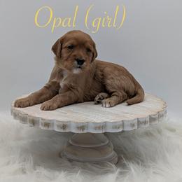 Opal - Red  female Goldendoodle puppy in Beverly Hills, Florida from Bundle of Joy Doodles