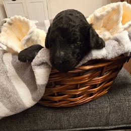 Red - Blue male Poodle puppy in Browns Summit, North Carolina from Nailah's Beauties: Standard Poodles