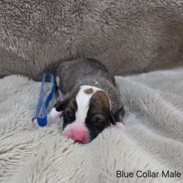 Blue Collar Male - Red male Pembroke Welsh Corgi puppy in Tenino, Washington from LoneStar Corgis NW