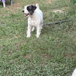 PIRATE - Russell Terrier