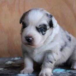 Mary - Blue merle female Miniature Australian Shepherd puppy in Daytona Beach, Florida from Underhill Aussies