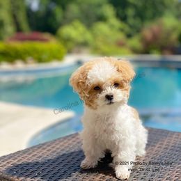 Poodle Puppies from Carolina Mountain Toy Poodles