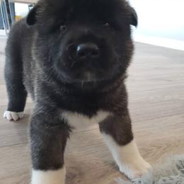 Akita Puppies from Georgia Bred Akita Bears