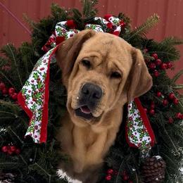 Tio - Labrador Retriever