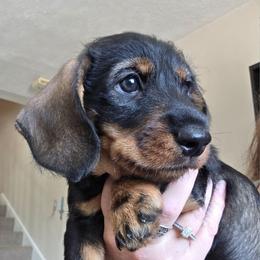 VxM wildboar wire male - Wild  boar and tan male Dachshund puppy in Declo, Idaho from Dozendachs
