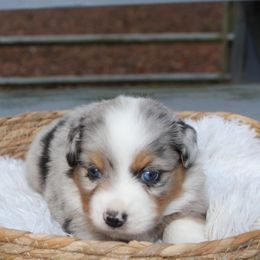 Miniature Australian Shepherd Puppies from Ever After Mini Aussies
