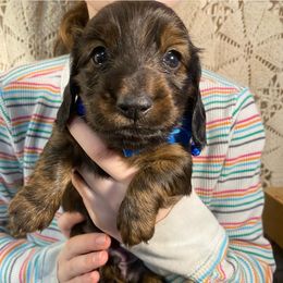 Dachshund Puppies from Yellowstone Dachshunds
