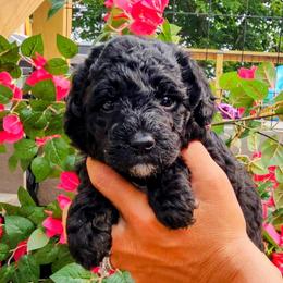 Jamaica - Black female Goldendoodle puppy in Forest, Ohio from Mini Doodle Buddies