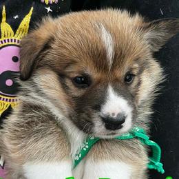 Perry The Penguin- Green Collor - Red male Pembroke Welsh Corgi puppy in Olathe, Colorado from Rocking LJ Breeding