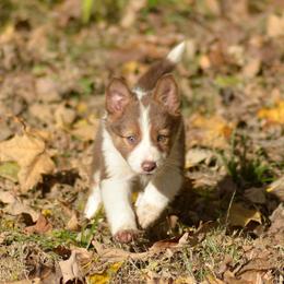 Border Collie, English Setter, and Miniature American Shepherd Puppies from First Harmony Farms