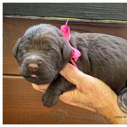 Miss Pink - Chocolate female Australian Labradoodle puppy in Wake Forest, North Carolina from Lucky Country Labradoodles