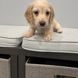 Ally - Cream female Dachshund puppy in Wayland, Iowa from CR Kennels