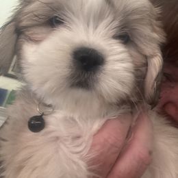 Akc girl 2 ( black collar girl ) - Cream female Lhasa Apso puppy in Chico, California from Lhasa Apsos of northern Ca . Biewer terriers of northern California