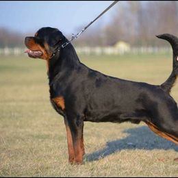 Ron - Rottweiler
