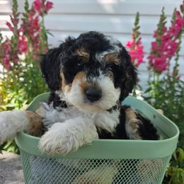 Isabella - Tri-color female Bernedoodle puppy in Blackfoot, Idaho from Draper Mountain Doodles