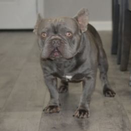 Milo - French Bulldog