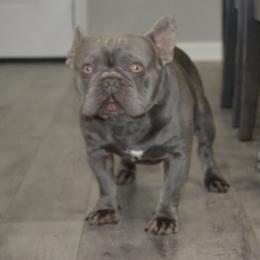 Milo - French Bulldog