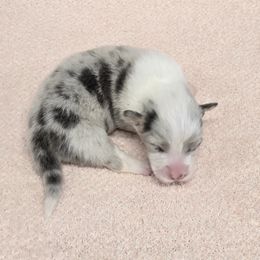 TILLEY-FLUFFY (SM FEMALE) - Blue merle and white female American Corgi puppy in Walker, Iowa from Double K Corgis