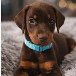 Teal collar female - Red and rust female Doberman Pinscher puppy in Madison, Indiana from Jensen Dobermans and Dachshunds