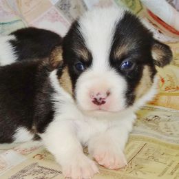 Australian Cattle Dog and Pembroke Welsh Corgi Puppies from Heelers in Texas