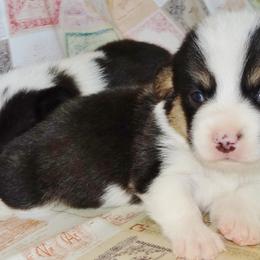 Australian Cattle Dog and Pembroke Welsh Corgi Puppies from Heelers in Texas