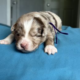 Australian Shepherd Puppies from Cold Creek Aussies