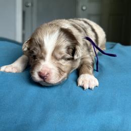 Australian Shepherd Puppies from Cold Creek Aussies