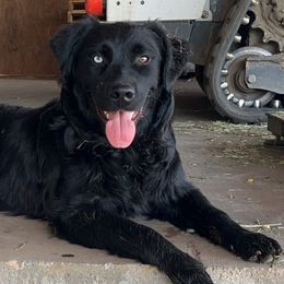 Australian Shepherds from Chapman’s Australian Shepherds