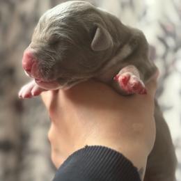 Jasper - Silver male Great Dane puppy in Grand Blanc, Michigan from Green’s Great Danes