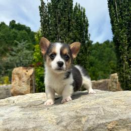 Darci - Black and tan female Pembroke Welsh Corgi puppy in Manchester, Kentucky from Riverside Corgis