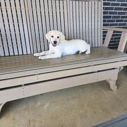 Giggles - Yellow female Labrador Retriever puppy in Woodburn, Indiana from Marlene's Labrador Retrievers
