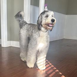 Mick - Sheepadoodle