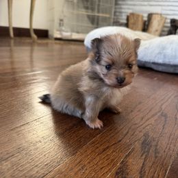 Boy 2 - male Pomeranian puppy in Los Angeles, California from Adelia’s perfect poms
