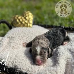 Assorted Doodle Crosses and Bernedoodle Puppies from Gentle Giants Doodle Co.
