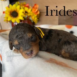 Aussiedoodle, Bernedoodle, Poodle, and Sheepadoodle Puppies from Draper Mountain Doodles