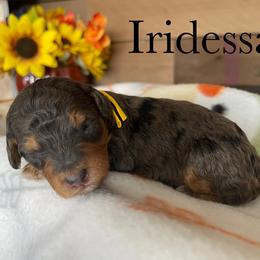 Aussiedoodle, Bernedoodle, Poodle, and Sheepadoodle Puppies from Draper Mountain Doodles
