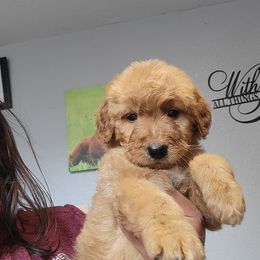 Rusty - Apricot male Goldendoodle puppy in Milwaukwe, Wisconsin from Wisconsin Doodles
