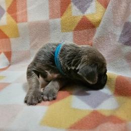 Elsa - Gray and fawn female Cane Corso puppy in Roachdale, Indiana from Cast Iron Kennels
