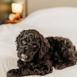 Thelonious Monk - Black male Labradoodle puppy in Orange, Virginia from Hillcrest Labradoodles