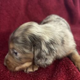 River - Dapple male Dachshund puppy in Argos, Indiana from TKO Doxies