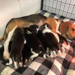Beagle Puppies from Beech Grove Beagles
