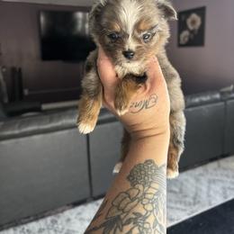 Cupid - Blue merle male Toy Australian Shepherd puppy in Carlsbad, New Mexico from Carlsbad Toy Aussies