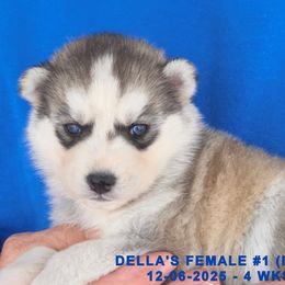 DELLA'S FEMALE 1 - Gray and white female Siberian Husky puppy in Manilla, Iowa from Bruck's Siberian Huskies